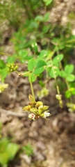 Lespedeza hirta