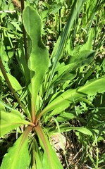 Primula jeffreyi