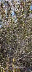 Cercocarpus betuloides