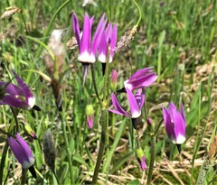 Primula jeffreyi