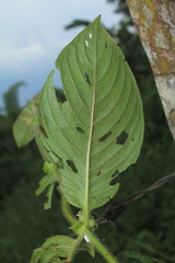 Sabicea novogranatensis