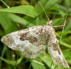 Epirrhoe alternata