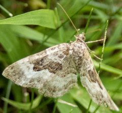 Epirrhoe alternata