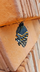 Papilio polyxenes