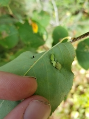 Blaesodiplosis