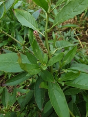 Phytolacca octandra