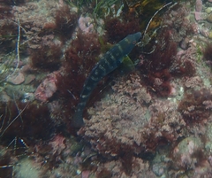 Halichoeres semicinctus