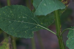 Verbesina occidentalis