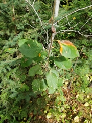 Blaesodiplosis