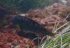 Halichoeres semicinctus