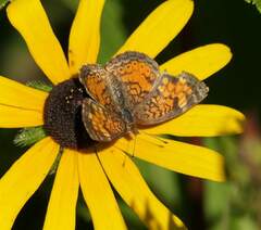 Phyciodes cocyta