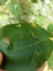 Blaesodiplosis