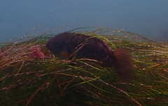 Halichoeres semicinctus