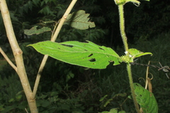 Sabicea novogranatensis