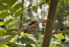 Megalopyge opercularis