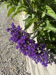 Buddleja davidii