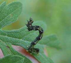 Ponometia erastrioides