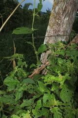 Sabicea novogranatensis
