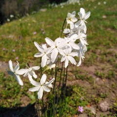 Leucocoryne ixioides