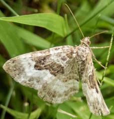 Epirrhoe alternata