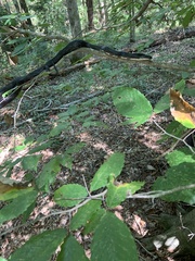 Pantherophis alleghaniensis