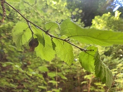 Corylus cornuta