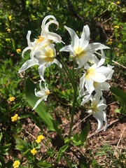 Erythronium montanum