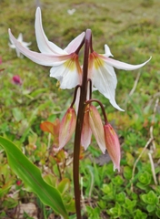 Erythronium montanum