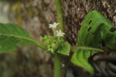 Sabicea novogranatensis