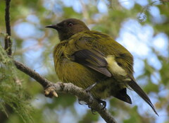 Anthornis melanura melanura