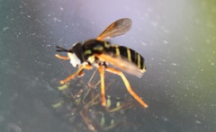 Chrysotoxum festivum