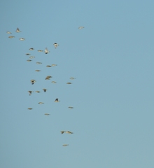 Zosterops erythropleurus