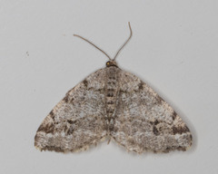 Macaria signaria