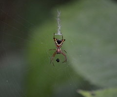Micrathena sagittata