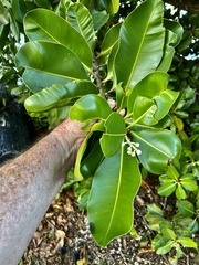 Calophyllum inophyllum