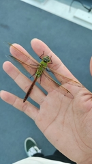 Anax parthenope