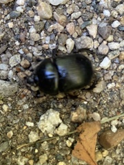 Geotrupes balyi
