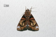 Ercheia cyllaria