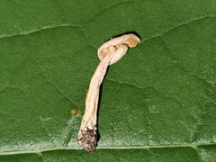 Lactarius colorascens