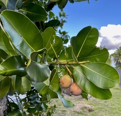 Calophyllum inophyllum