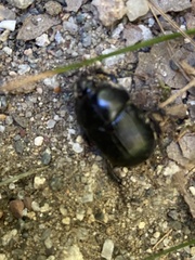 Geotrupes balyi