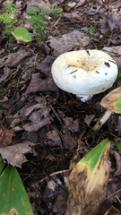 Lactarius pubescens