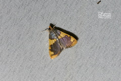 Rehimena phrynealis