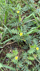 Tribulus terrestris