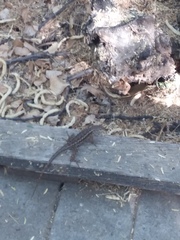 Sceloporus occidentalis longipes