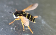 Chrysotoxum festivum