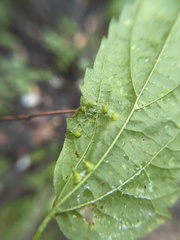 Celticecis spiniformis