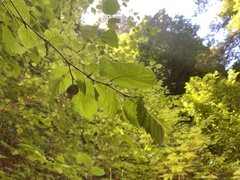 Corylus cornuta