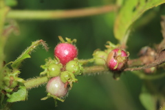Sabicea novogranatensis