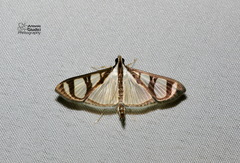 Glyphodes quadrimaculalis